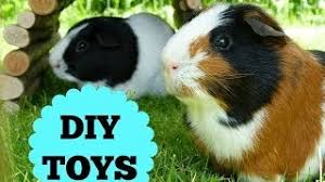 the guinea pigs diy toys you