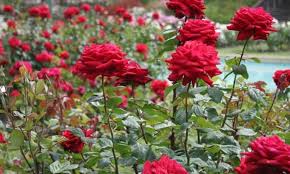 Top Rose Gardens Of India To Admire The