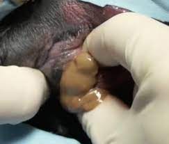 treating an gland abscess in a dog