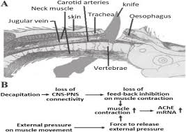 Main arteries and veins of neck dr. A Anatomy Of Chicken Neck An Ideal Neck Cutting Should Neither Leave Download Scientific Diagram