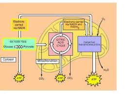 Cellular Respiration Overview Animation With Glycolysis Krebs And Etc
