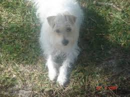 The jack russell terrier has strong, muscular hindquarters and long, sloped shoulders which are well laid all about the jack russel terrier temperament. White Wire Haired Jack Russell Www Macj Com Br