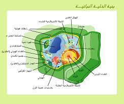 صور للخليه