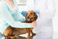 how-do-i-know-if-my-dogs-glands-are-infected