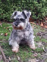 miniature schnauzer one of the most