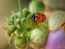 how to control aphids in your garden