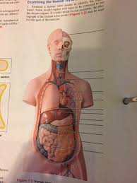 Anatomy back muscle anatomy body anatomy anatomy study anatomy drawing. Solved Examining The Human Torso Model To Identify The Li Chegg Com
