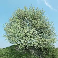 whitebeam tree sorbus aria for