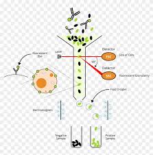 Plant Cell Flow Chart And Animal Cytometry Fundamental