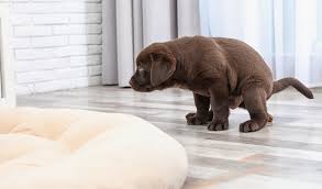 how to get dog out of carpet top