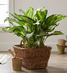 houseplants with low watering