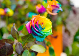 rainbow roses are beautiful stunning