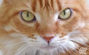 These freckles are known as lentigines, the plural for lentigo. Lintigo Simplex Freckled Noses In Orange Cats Cats Herd You