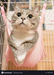 Get a ragdoll, bengal, siamese and more on kijiji, canada's #1 local classifieds. Free Gray Tabby Kitten Photo Grey Tabby Kittens Tabby Kitten Kitten Photos