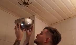 Man Trying To Catch Huge Spider