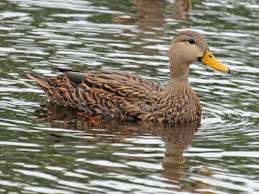 Common Ducks In Central Florida Uf Ifas Extension Polk County