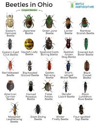 types of beetles in ohio with pictures