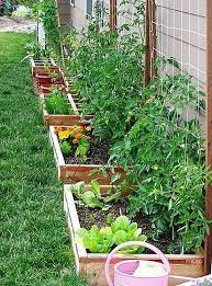 small vegetables garden for