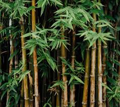 growing bamboo a complete how to guide