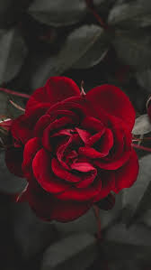 red rose flower dark lockscreen hd