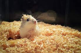 how much bedding does a hamster need