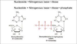 nucleosides and nucleotides flashcards