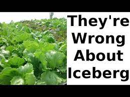 the iceberg lettuce nutrition myth