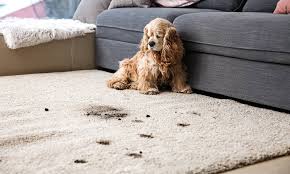 pet odor cleaning 888 673 5113