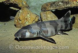 carpet shark stock photos pictures and