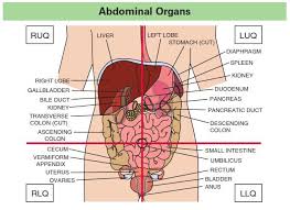 The abdominopelvic region can be divided into four quadrants. Quadrants Anatomy Anatomy Drawing Diagram