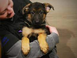 The german shepherd has been described as confident, courageous and smart. German Shepherd Puppies Petland Iowa City