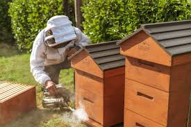 A Hive How It Works Tiaki Bees