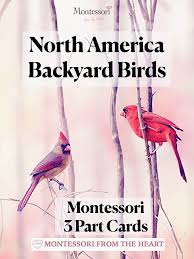 backyard birds montessori 3 part cards