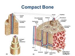 Compact bone, also called cortical bone, is the hard, stiff, smooth, thin, white bone tissue that surrounds all bones in the human body. Compact Bone Diagram Quizlet