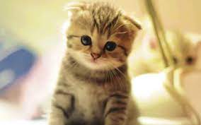 Mengenal nama haiwan dan bunyi haiwan. 10 Baka Kucing Paling Cantik Dan Comel Dalam Dunia Iluminasi