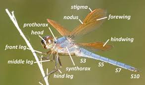 Dragonfly Identification Chart Basic Knowledge Of