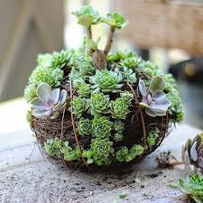 43 Most Beautiful Succulent Container