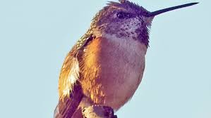 This Hummingbird Failed To Fly South