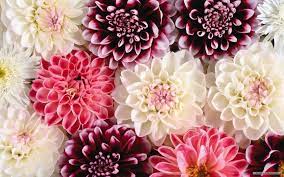 Hd flower wallpaper, Floral tumblr ...