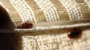 bed bugs affordable effective pest