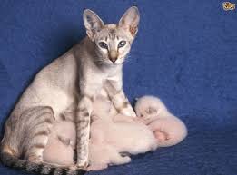 Cat Pregnancy A Week By Week Pregnancy Calendar Pets4homes
