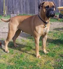 This is a courtesy post for hazel's person stephanie. Akc Bullmastiff Puppies For Sale In Sacramento California Classified Americanlisted Com