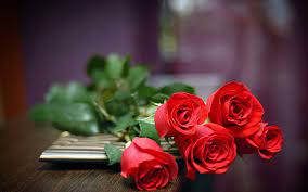 hd wallpaper five red roses five red
