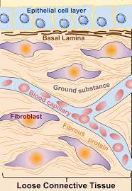 Basal Lamina And Basement Membrane
