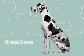 Great dane puppy pics animals puppies puppy love. Great Dane Dog Breed Information Characteristics Daily Paws