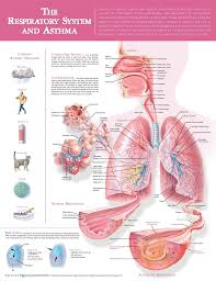 The Respiratory System And Asthma Anatomical Chart 3rd Edition Laminated