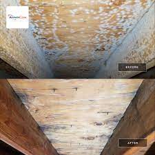 attic mold have no fear tiger