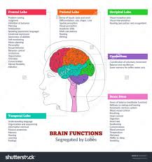Best Of New Brain Function Chart Brain Lobes Brain