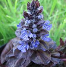 cly groundcovers bugleweed black