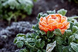 Do people in your country prefer to spend time indoors or outdoors? These Are The Best Winter Bloomers To Plant If You Want To Enjoy Your Garden All Year Long Martha Stewart